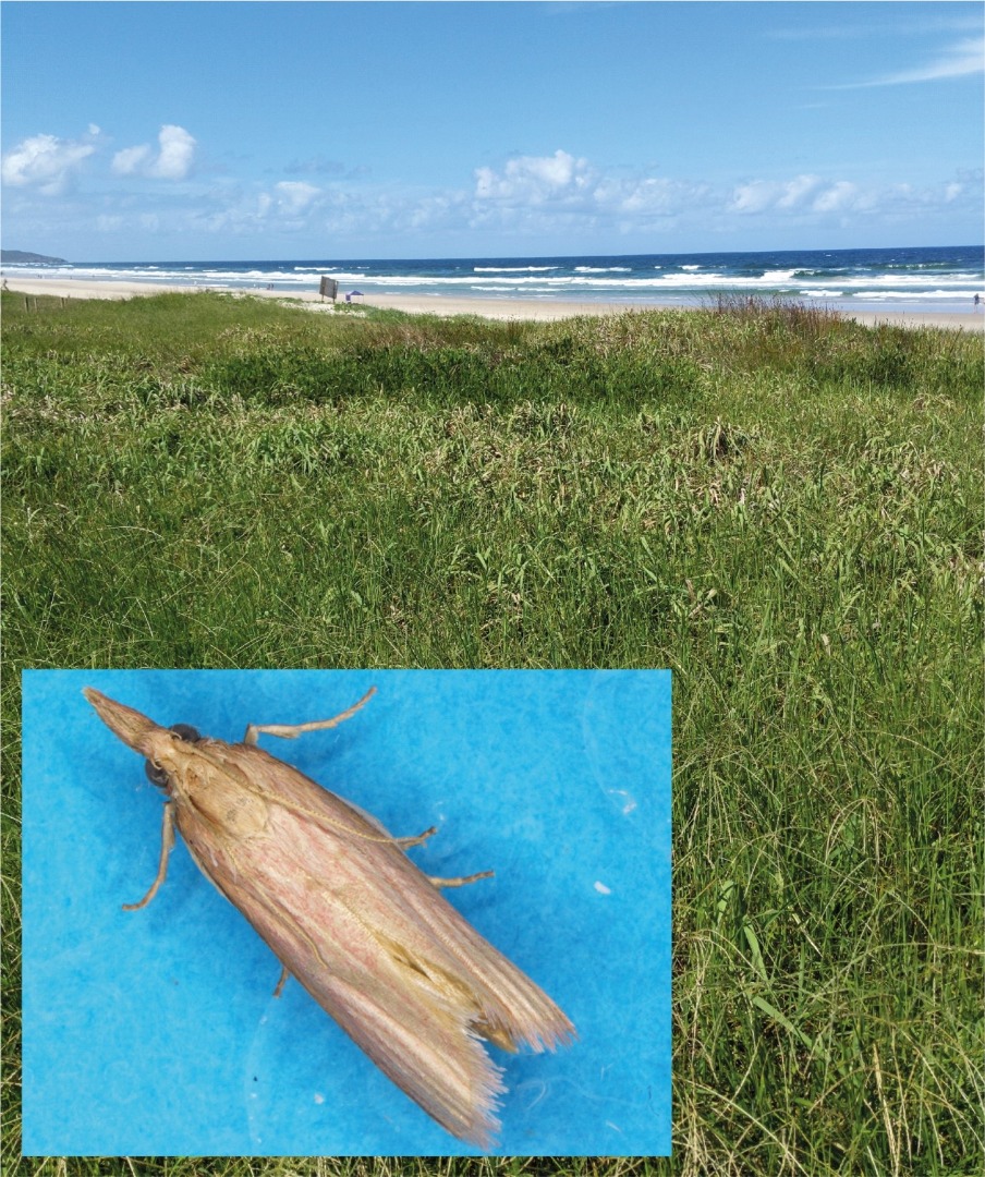 Dune scrub where Emmalocera latilimbella is most frequently found, with an image of an adult moth inset.